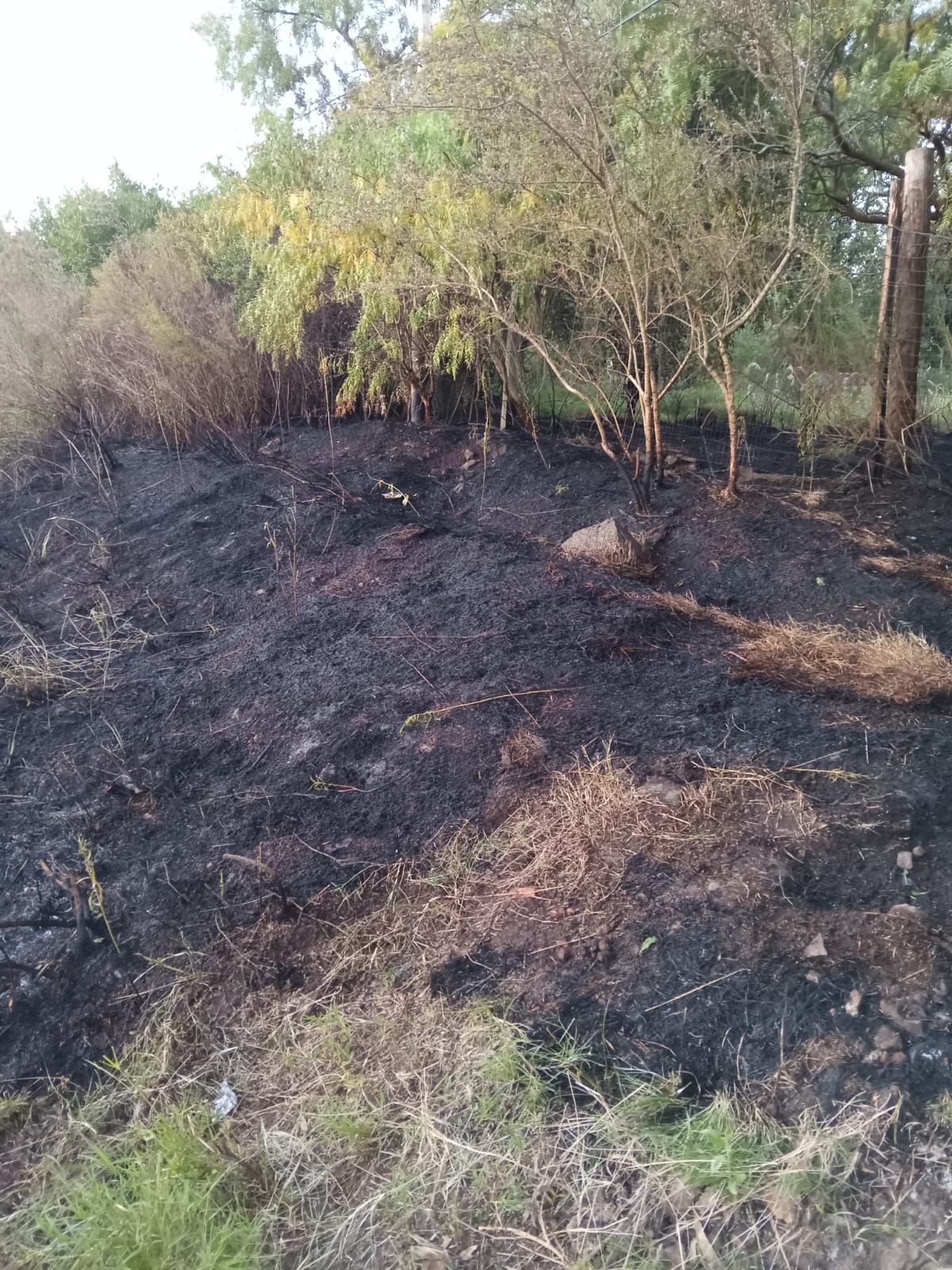 Bomberos Paso de los Toros sofoca incendio de pastos en plena ciudad 